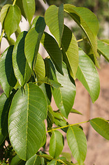 Image showing Apple tree leaves