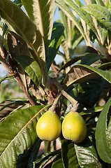 Image showing Loquat tree