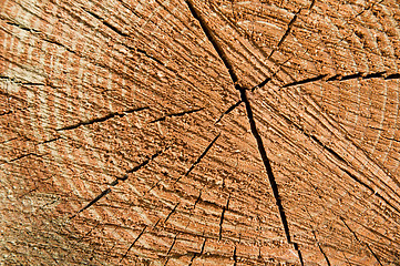 Image showing Wood tree rings