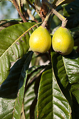 Image showing Loquat tree