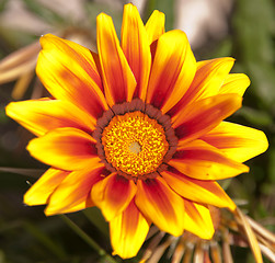 Image showing Gazania