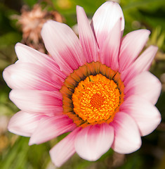 Image showing Gazania