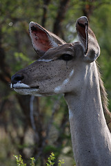 Image showing Impala