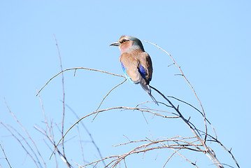 Image showing Lilac breasted roller