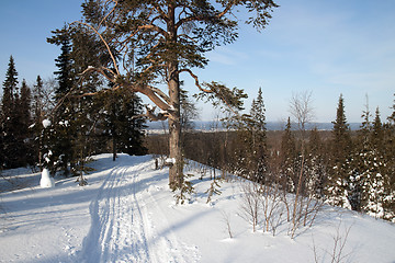 Image showing Winter landscape in the forest