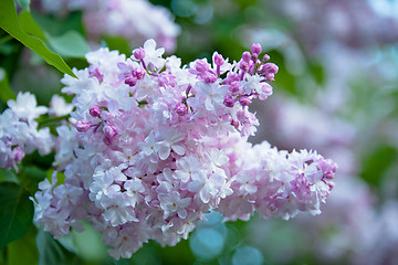 Image showing Lilac flower