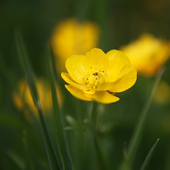 Image showing A Buttercup