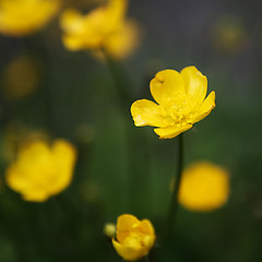 Image showing Buttercup Glory