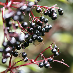 Image showing A Blackcurrant