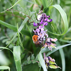 Image showing Honey Bee