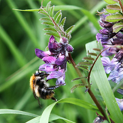 Image showing Honey Bee