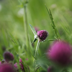 Image showing Wild Flower