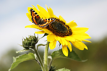 Image showing Sunflower and Friend