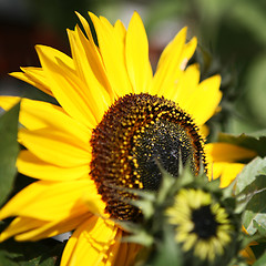 Image showing A Sunflower