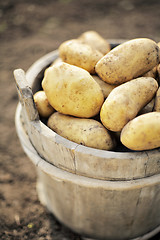 Image showing Potatoes