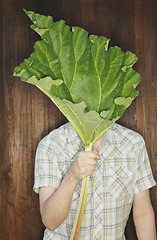 Image showing Rhubarb