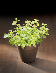 Image showing Oregano