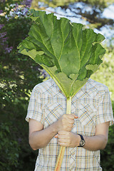 Image showing Rhubarb