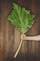 Image showing Rhubarb