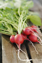 Image showing Radish