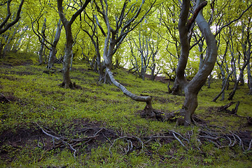 Image showing A fairytale wood Denmark