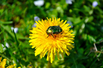 Image showing Green rose chafer (Cetonia aurata)