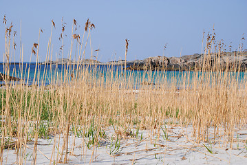 Image showing rush on the sand