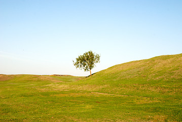 Image showing tree in field