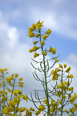 Image showing Rapeseed