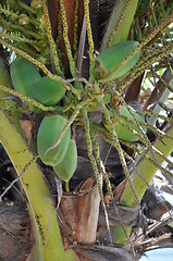 Image showing Coconut Palm Tree