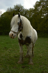 Image showing Horse