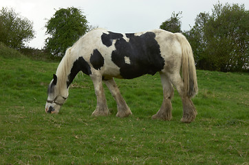 Image showing Horse