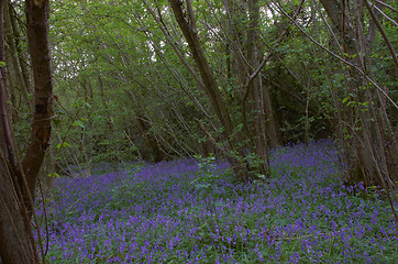 Image showing Woodland Bluebells