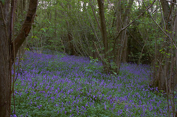 Image showing Woodland Bluebells