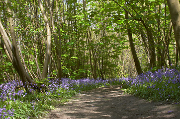 Image showing Woodland Bluebells