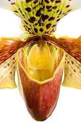 Image showing Close up of orchid (Paphiopedilum Maudiae) 