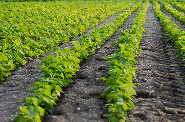Image showing Green beans field
