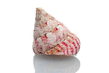 Image showing Sea shell