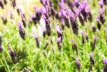 Image showing Heather Calluna vulgaris bush