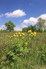 Image showing Globeflower