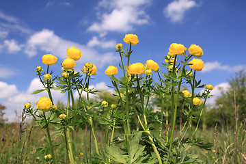 Image showing Globeflower