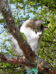 Image showing Cat in birch tree