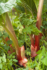 Image showing Leaves of a rhubarb, close up