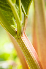 Image showing Leaves of a rhubarb, close up