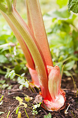 Image showing Leaves of a rhubarb, close up