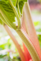 Image showing Leaves of a rhubarb, close up