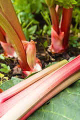 Image showing Leaves of a rhubarb, close up