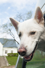 Image showing Muzzle of a dog