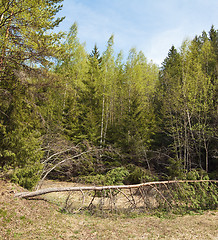 Image showing Spring wood