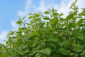 Image showing Group of young plants